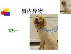 宠物疾病诊治-胃内异物