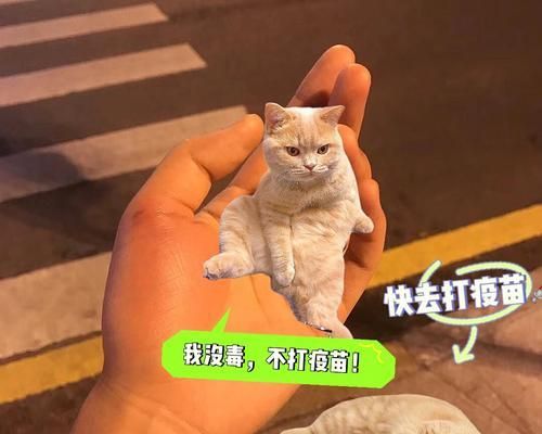 被猫咪咬了怎么办？（宠物猫咬伤的应急处理和预防措施）
