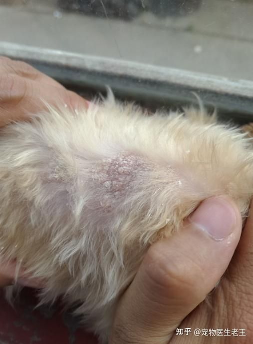 宠物狗常见病症及处理方法。