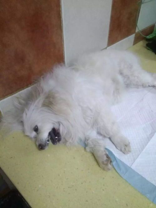 宠物犬突发白沫，快速处理指南