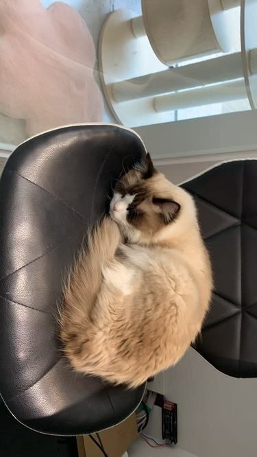  喵了个汪Meow Woof Pet宠物