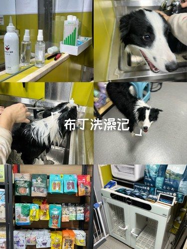 布丁洗澡记