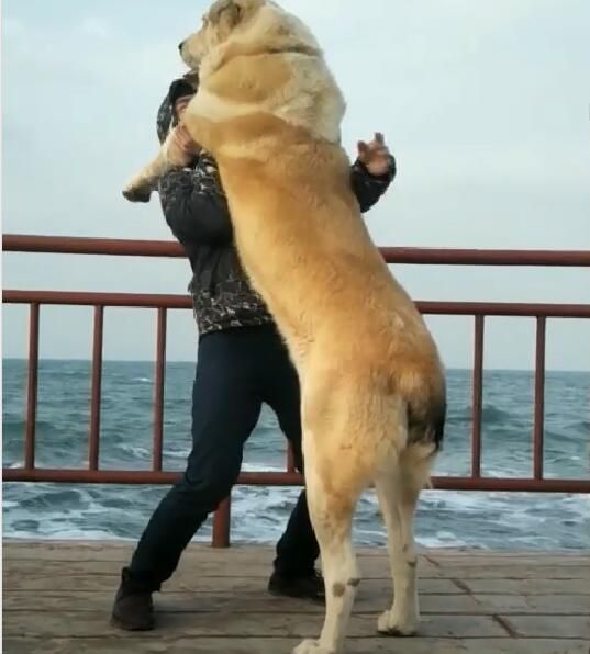 宠友圈:狗狗资源一网打尽