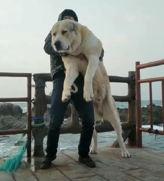 宠友圈:狗狗资源一网打尽