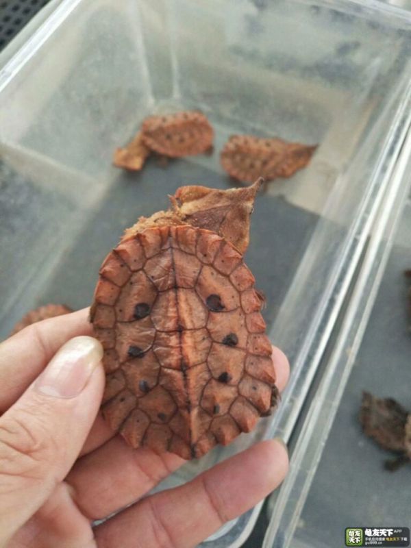 头缩不进去的龟有哪些(不是所有龟都能缩进壳)