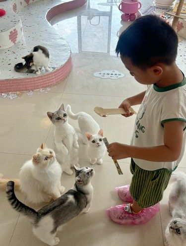 在成都|猫咖天花板❗这家猫猫还会站立