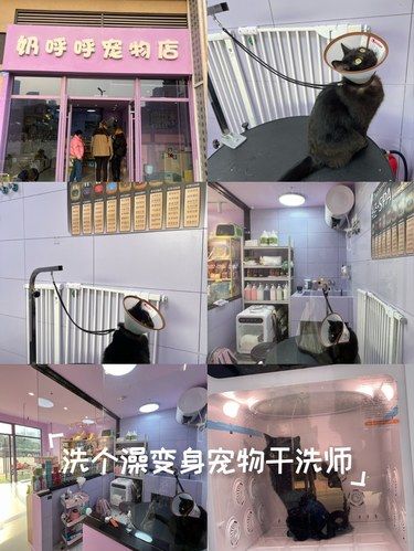健康先行～猫咪护理