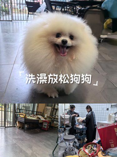 洗澡放松狗狗