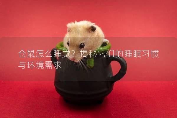 仓鼠怎么睡觉？揭秘它们的睡眠习惯与环境需求