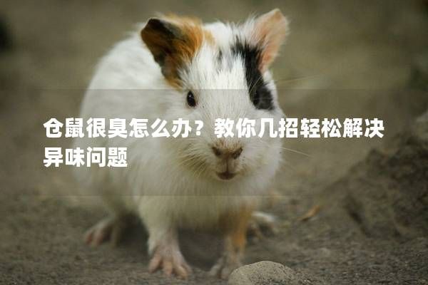 仓鼠很臭怎么办？教你几招轻松解决异味问题