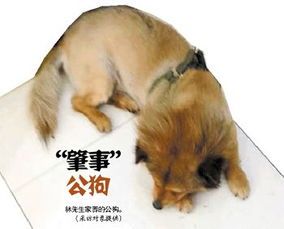 狗狗配种后，关注母狗健康与恢复。