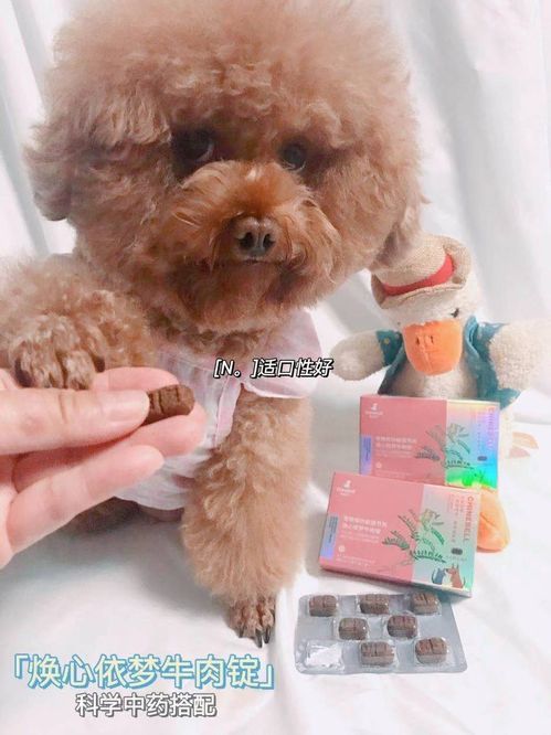 狗狗剧烈运动后咳嗽的预防和治疗