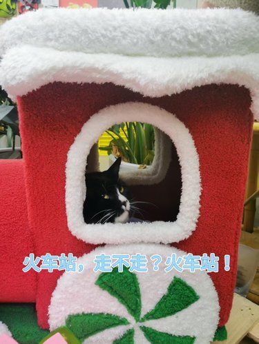 拥有小火车的小猫咪