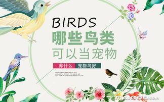 宠物鸟用品精选推荐