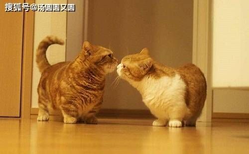 针对不同年龄，定制猫咪营养食谱。