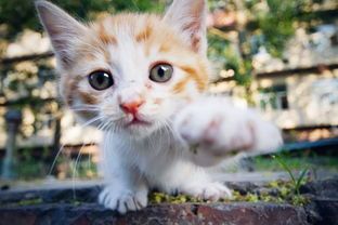 针对不同年龄，定制猫咪营养食谱。