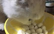 猫饭饭