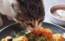 猫丸与猫汤