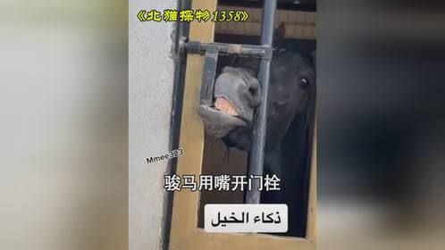 骏马用嘴开门栓 骏马