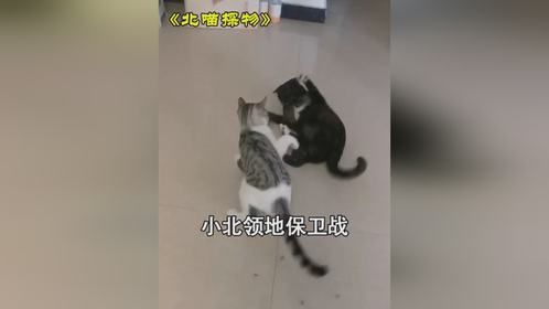 猫咪小北领地保卫战 记录猫咪日常的生活