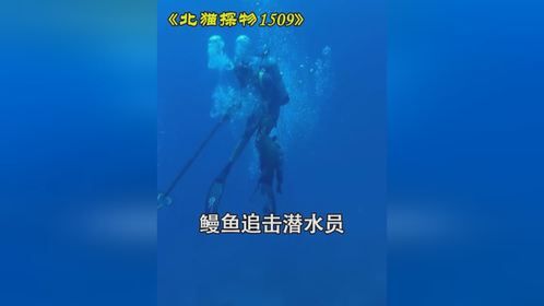 鳗鱼追击潜水员 海洋生物