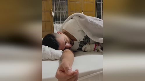 吉娃娃钻被窝陪主人睡觉