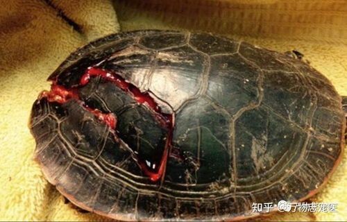 宠物龟壳发霉怎么办？快速修复攻略