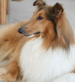 苏牧：小型犬中的明星宠物