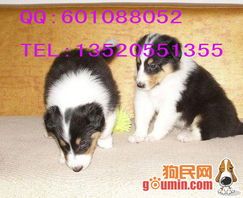苏牧：小型犬中的明星宠物