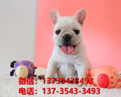 宠物牛牛狗品种特点解析