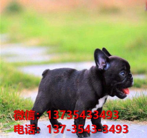 宠物牛牛狗品种特点解析