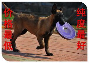 马犬:忠诚勇敢,宠物佳选