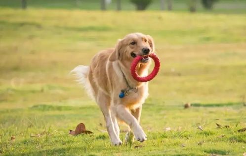 马犬:忠诚勇敢,宠物佳选