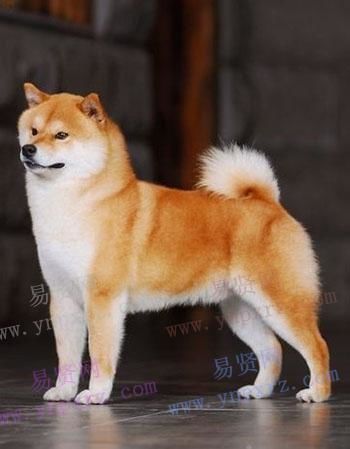 “柴犬与秋田：日本犬种传奇，宠物新宠。”
