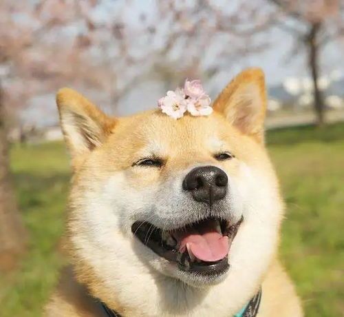 “柴犬与秋田：日本犬种传奇，宠物新宠。”