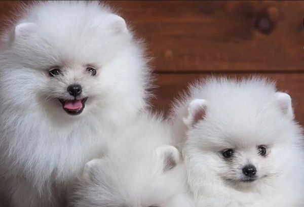 5大日本犬种，这只犬战斗力亚洲最强？