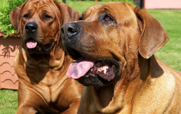 5大日本犬种，这只犬战斗力亚洲最强？