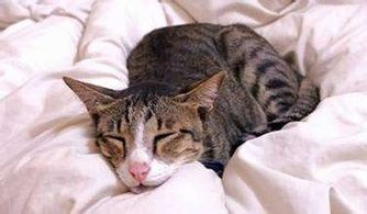 猫咪生病，这些护理要点必看！