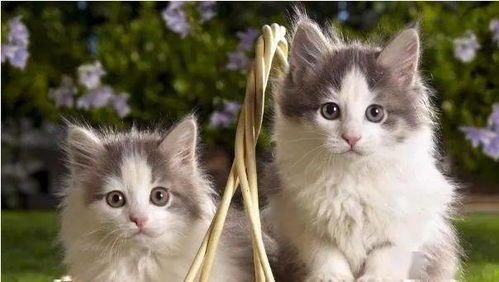 猫咪生病，这些护理要点必看！
