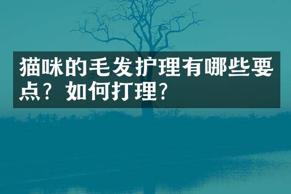 猫咪的毛发护理有哪些要点？如何打理？