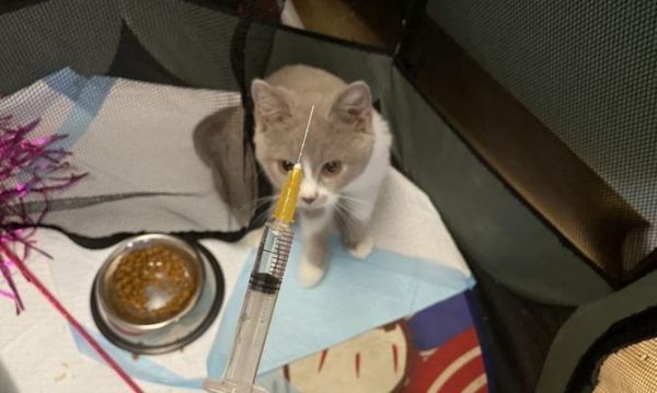 猫咪健康护理（了解猫咪的健康需求，避免无谓支出）