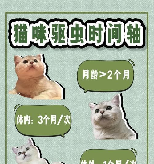 猫咪健康护理（了解猫咪的健康需求，避免无谓支出）