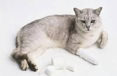 猫咪骨折自愈可能性及护理要点