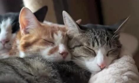 探究猫咪睡眠习性及护理要点
