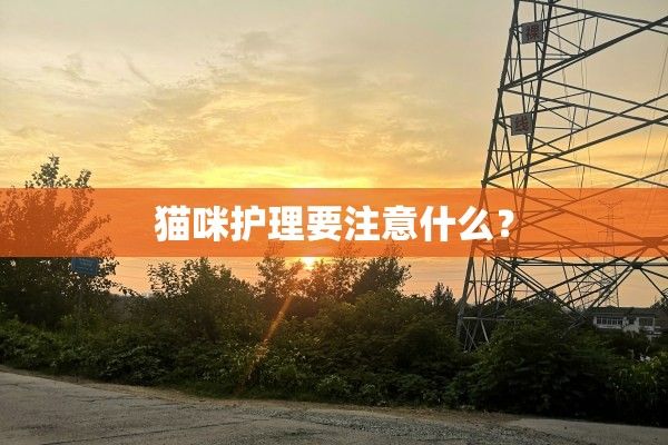 猫咪护理要注意什么？