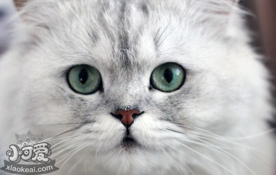 猫咪年龄和人类年龄 你和猫咪是同龄吗？