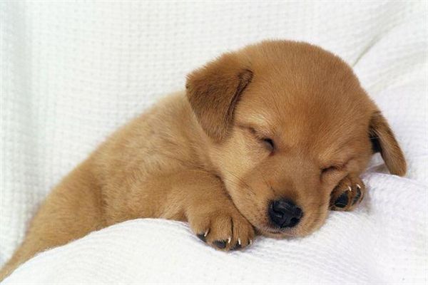 挪威森林猫绝育后怎么护理 绝育后护理要点