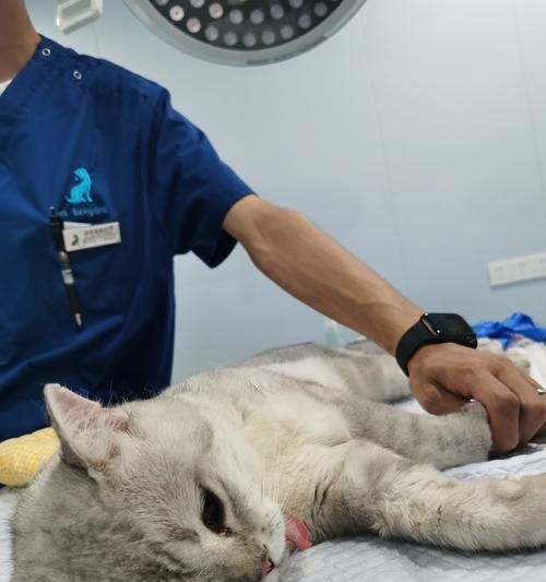 猫咪绝育手术后需要住院吗？术后护理有哪些要点？