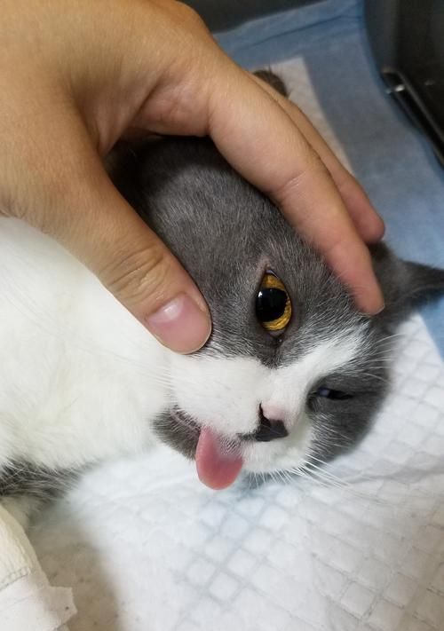 猫咪绝育手术后需要住院吗？术后护理有哪些要点？