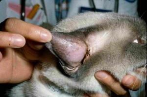 术后猫咪眼引流护理要点